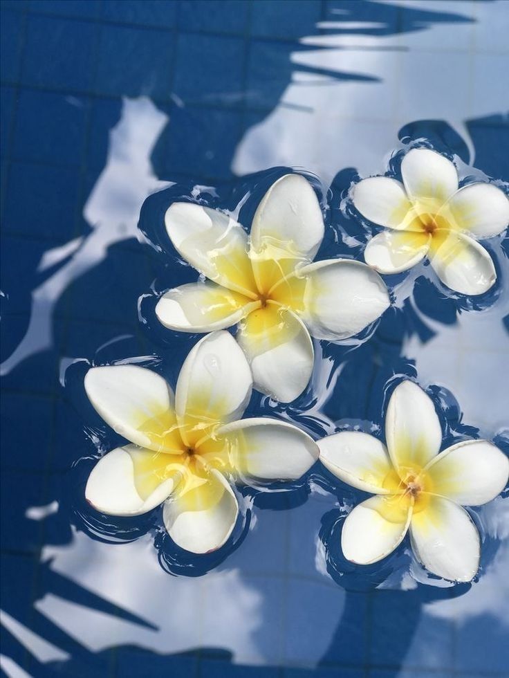 cute Hawaiian wallpapers 0065