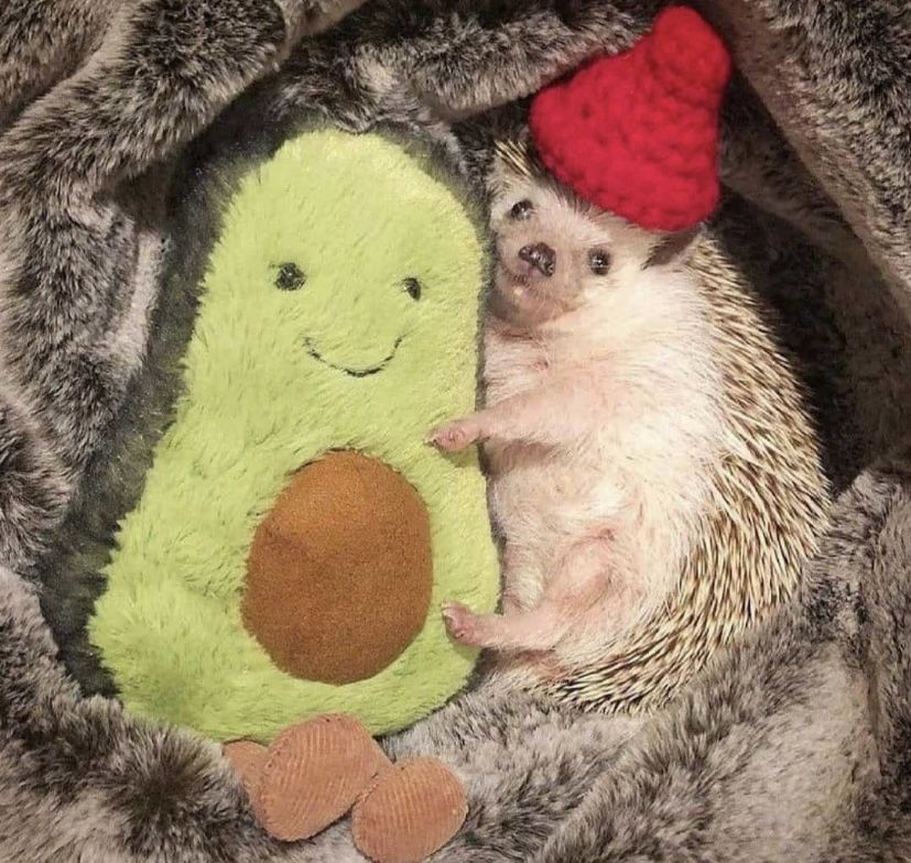 cute hedgehog phone wallpapers