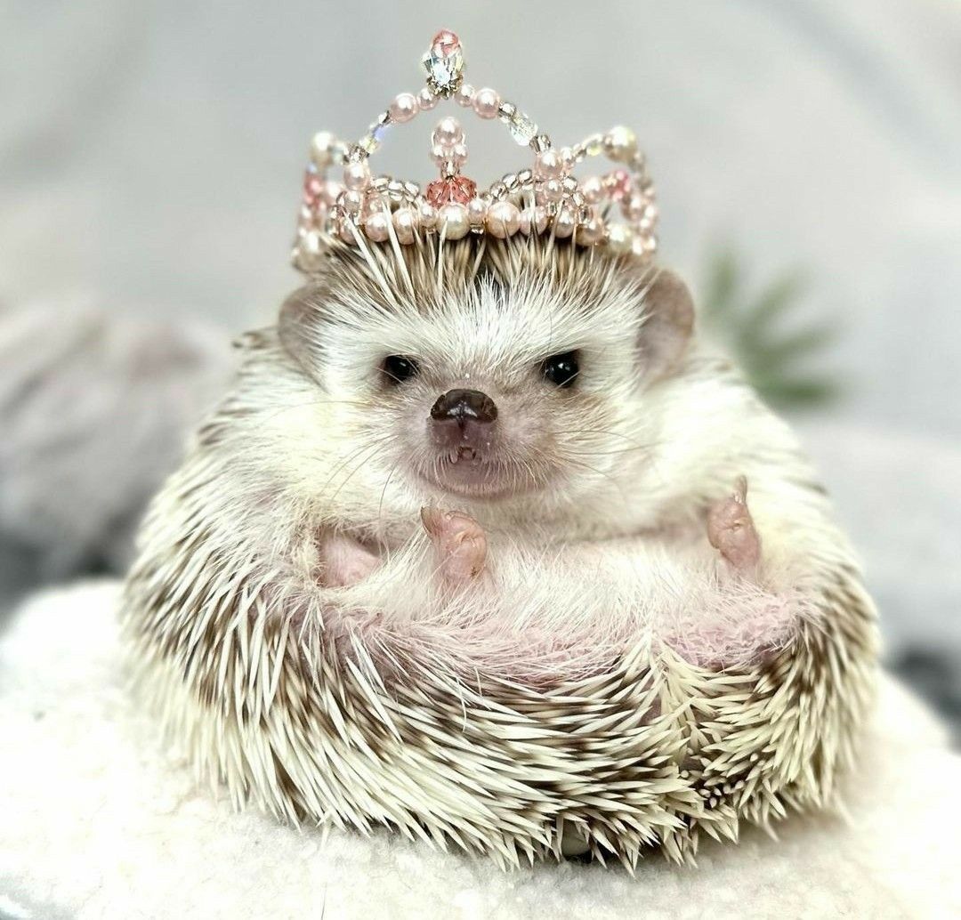 cute hedgehog wallpapers