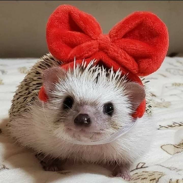 cute hedgehog wallpapers 0009