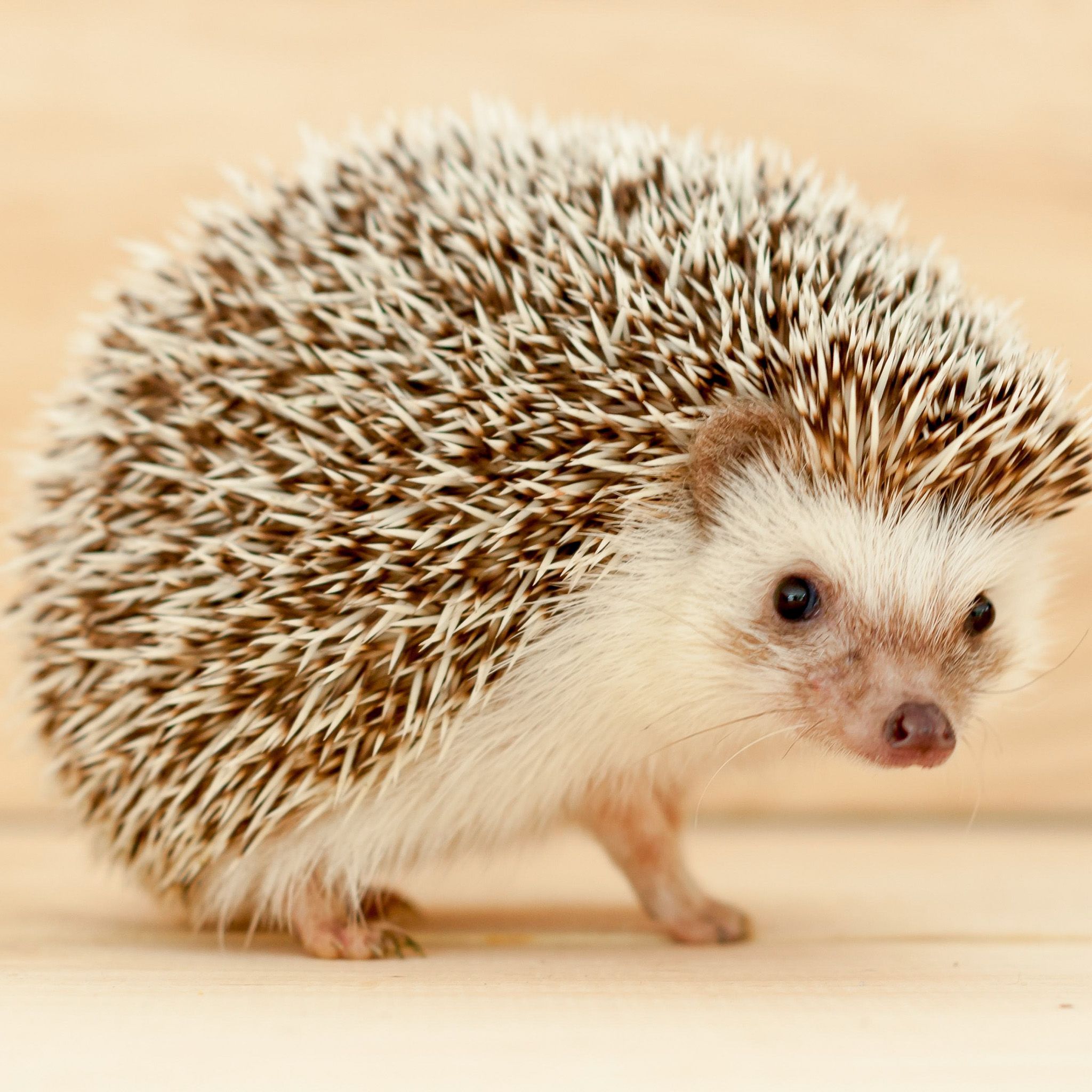 cute hedgehog wallpapers 0010