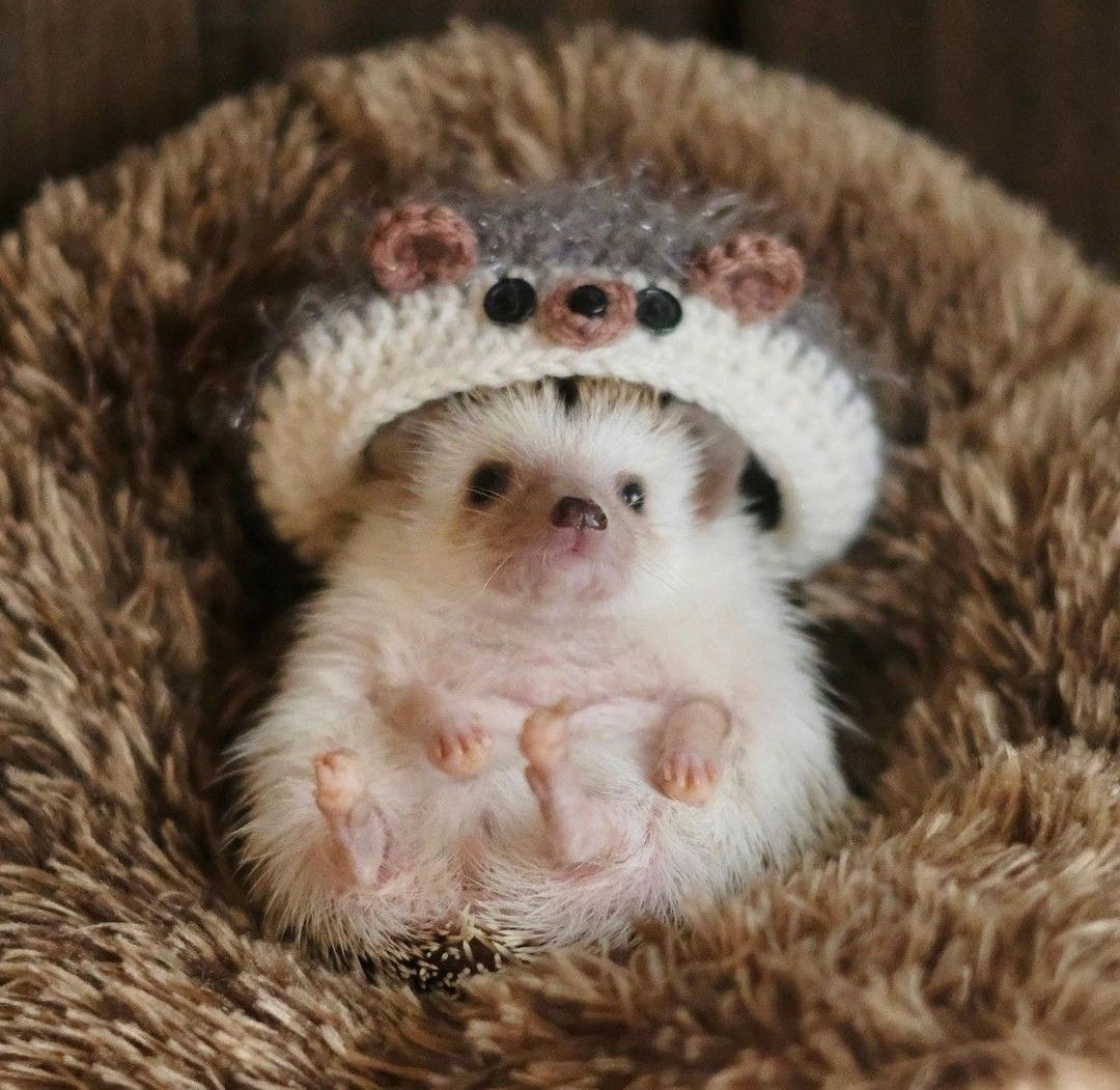 cute hedgehog wallpapers 0011