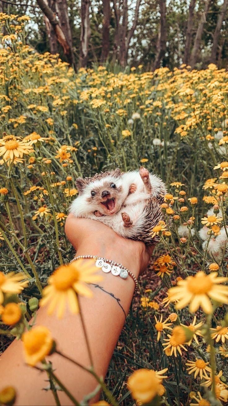 cute hedgehog wallpapers 0012