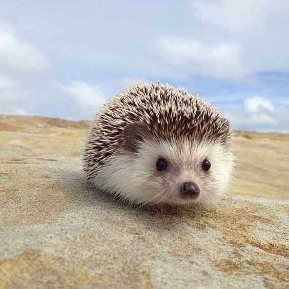 cute hedgehog wallpapers 0013