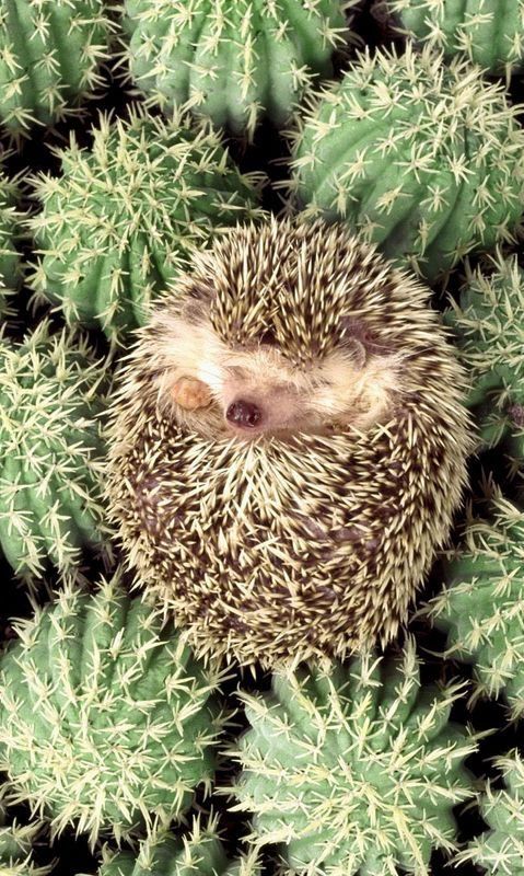 cute hedgehog wallpapers 0014