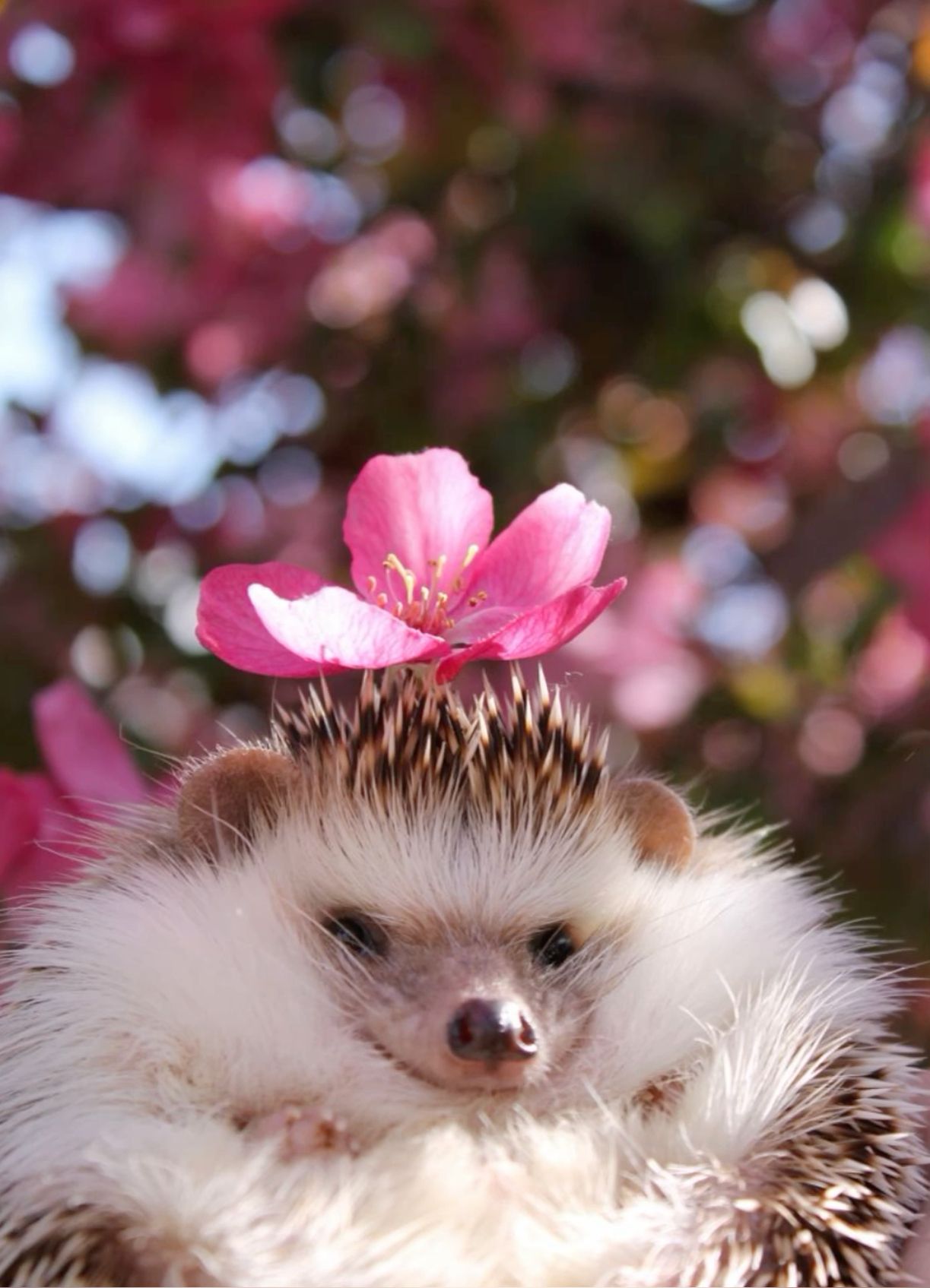 cute hedgehog wallpapers 0015