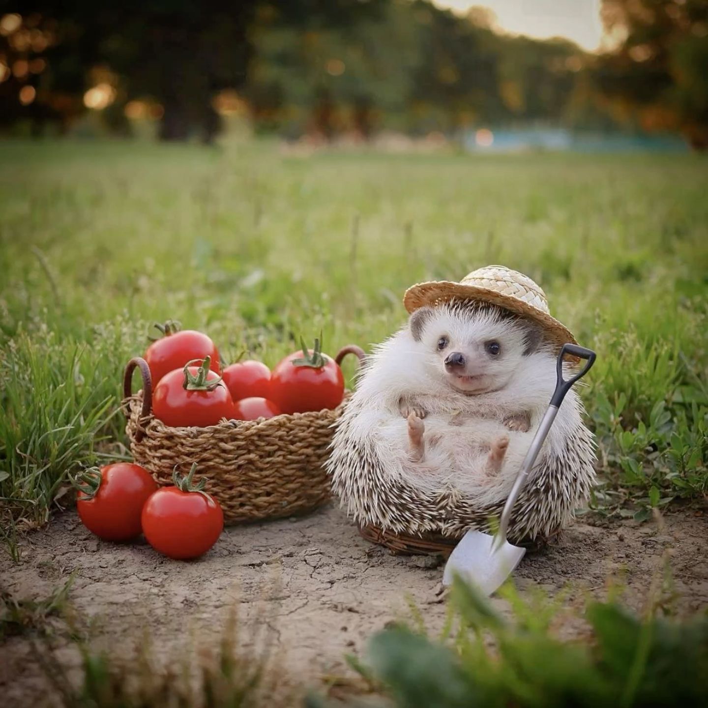 cute hedgehog wallpapers 0016