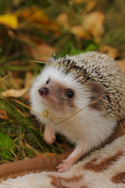 cute hedgehog wallpapers 0018