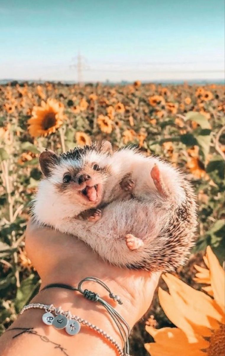 cute hedgehog wallpapers 0019