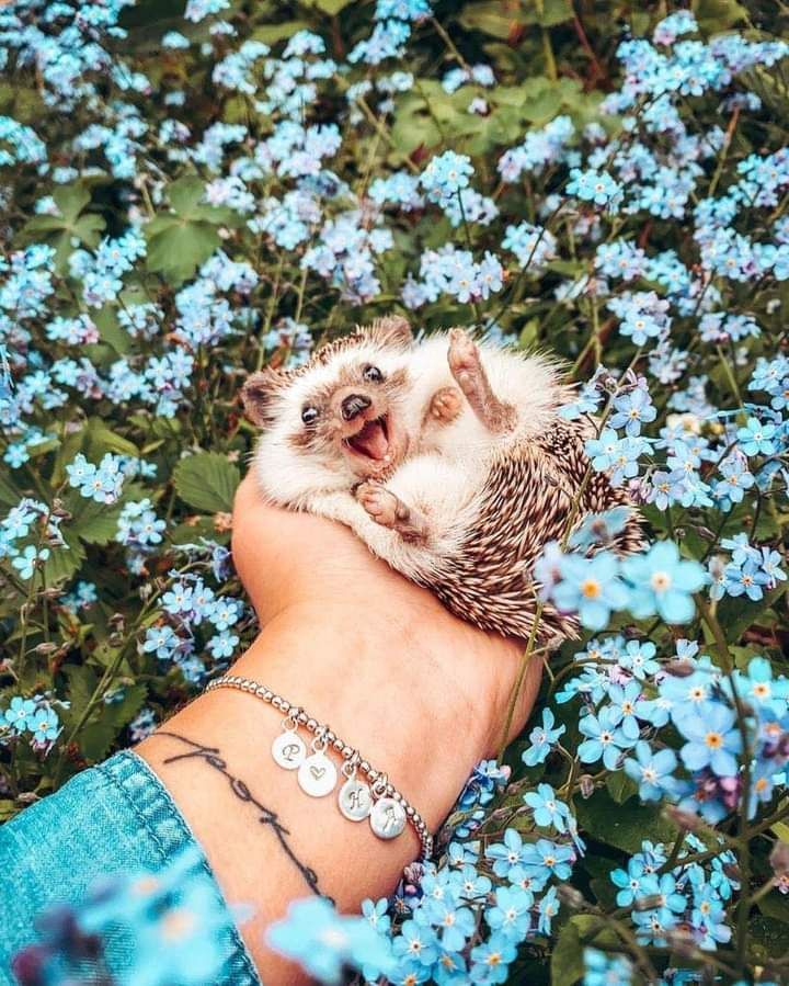 cute hedgehog wallpapers 0020