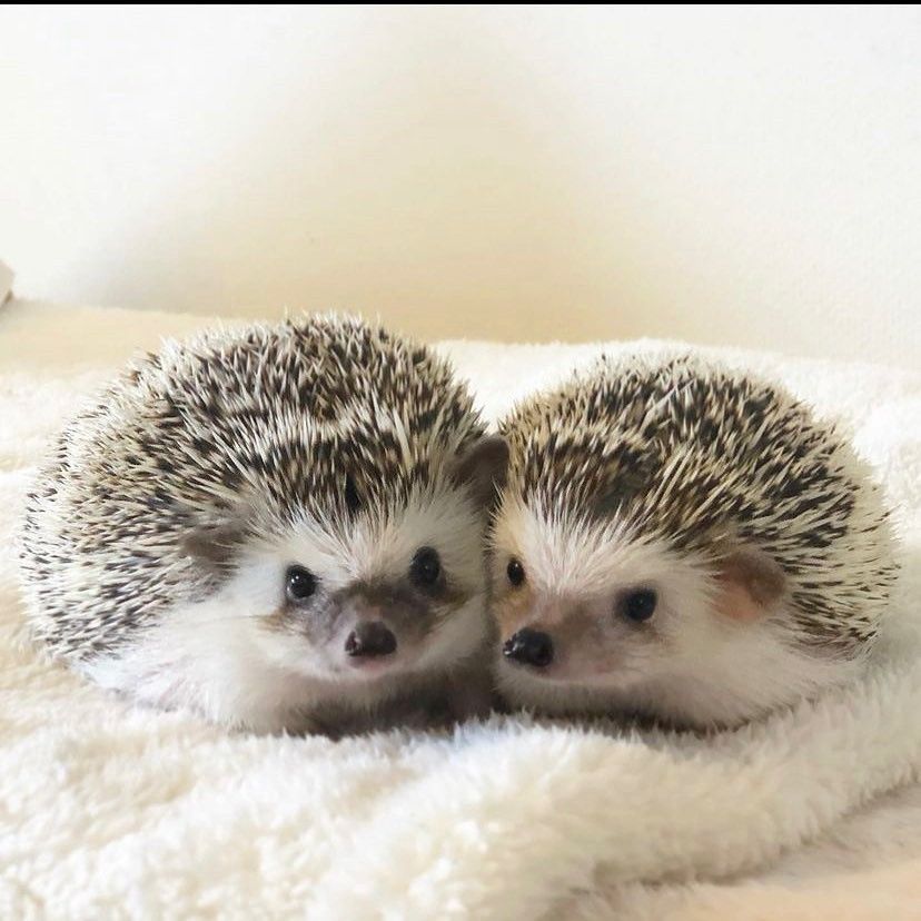 cute hedgehog wallpapers 0021