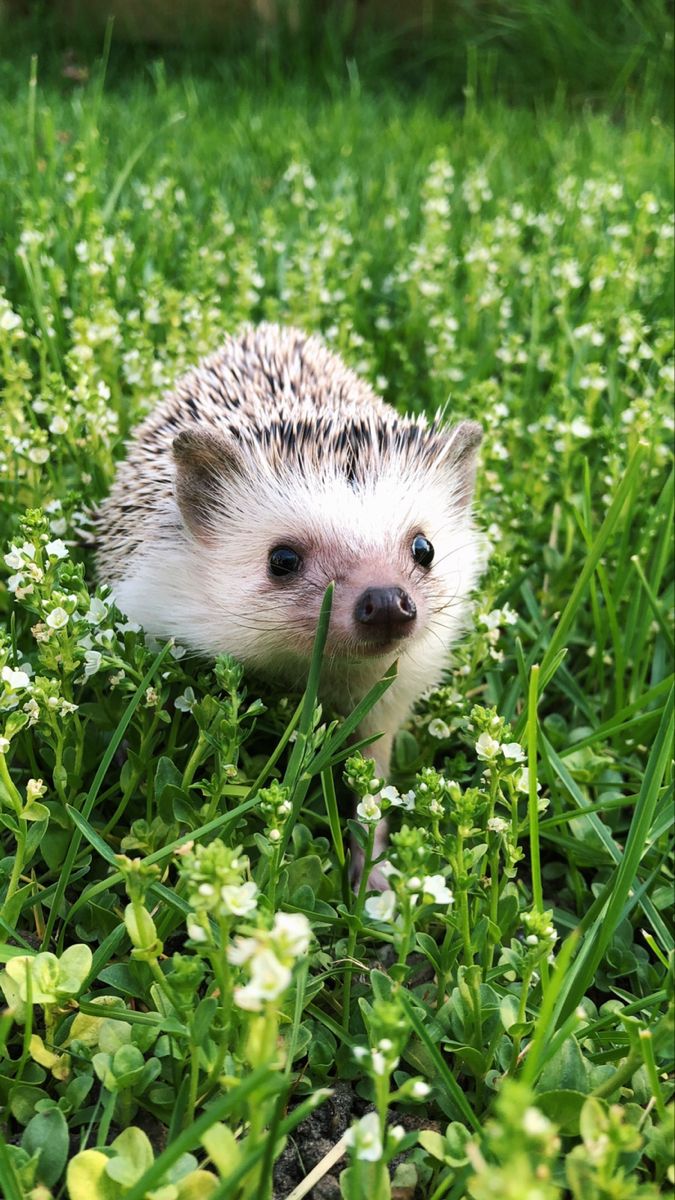 cute hedgehog wallpapers 0024