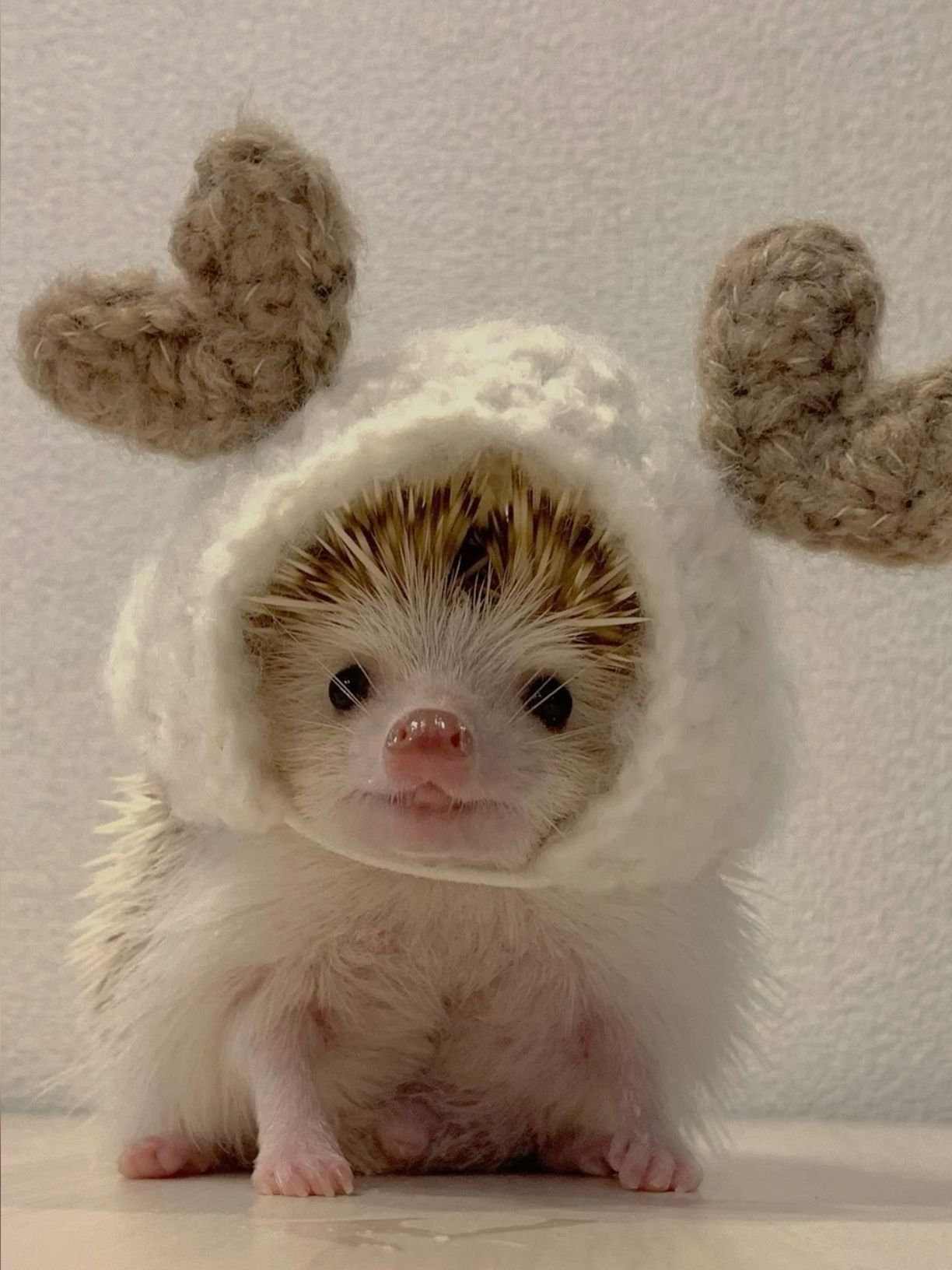 cute hedgehog wallpapers 0026