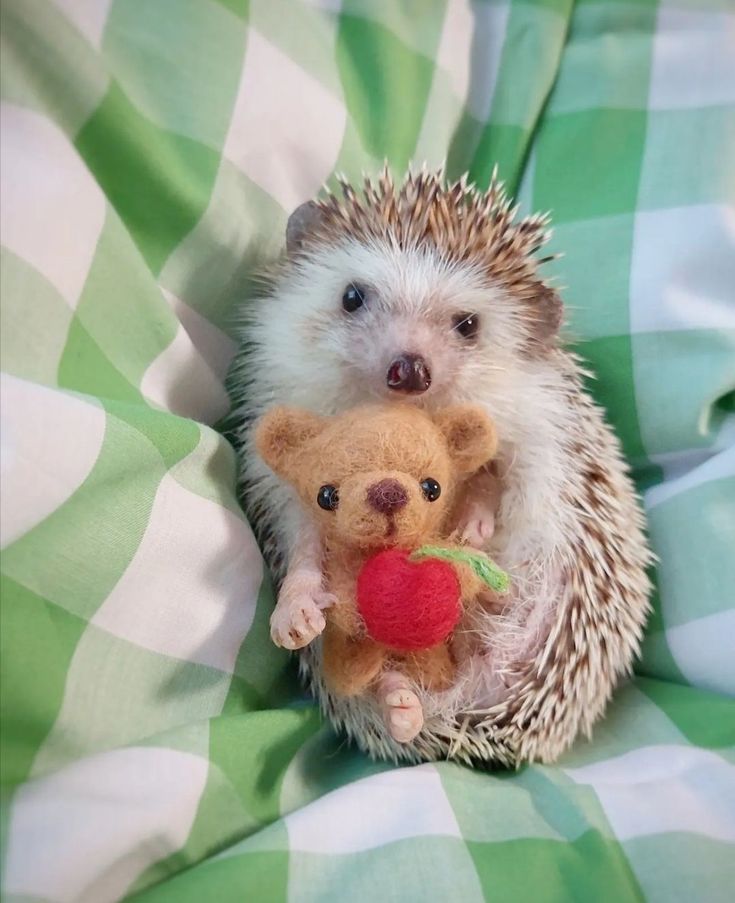 cute hedgehog wallpapers 0029