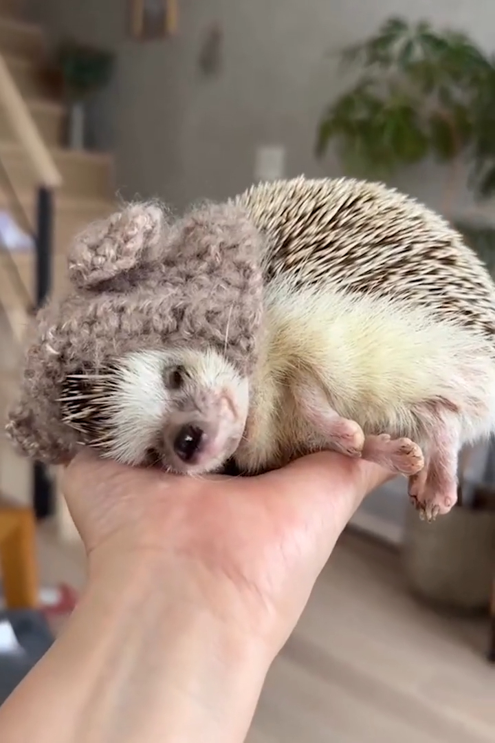 cute hedgehog wallpapers 0037