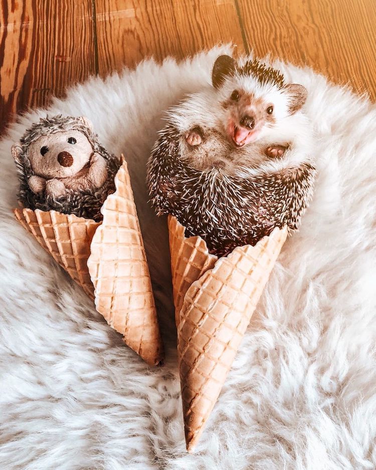 cute hedgehog wallpapers 0038