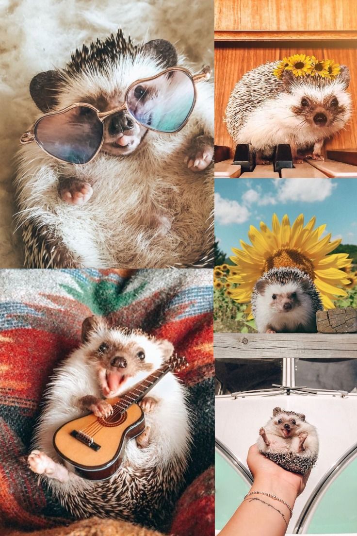 cute hedgehog wallpapers 0042