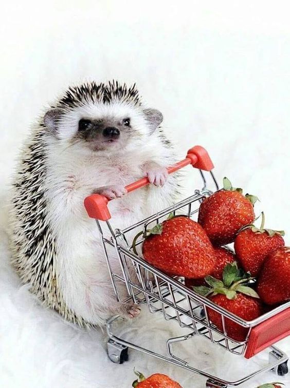 cute hedgehog wallpapers 0043