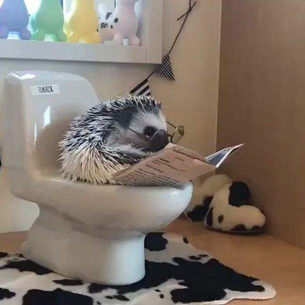 cute hedgehog wallpapers 0044