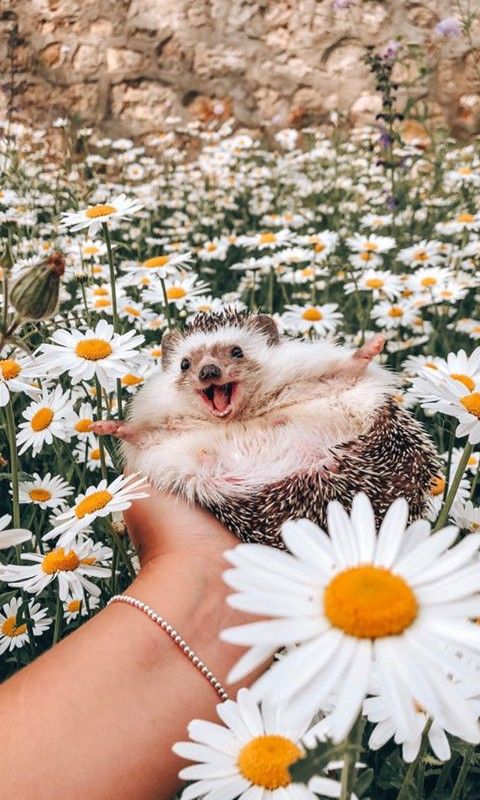 cute hedgehog wallpapers 0046