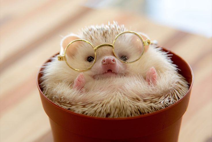 cute hedgehog wallpapers 0047