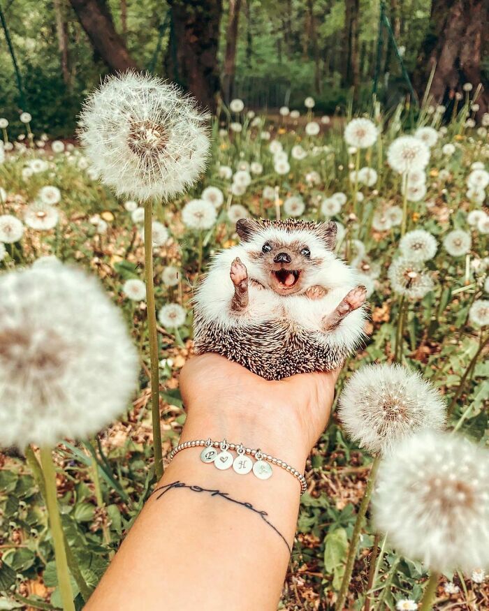 cute hedgehog wallpapers 0049