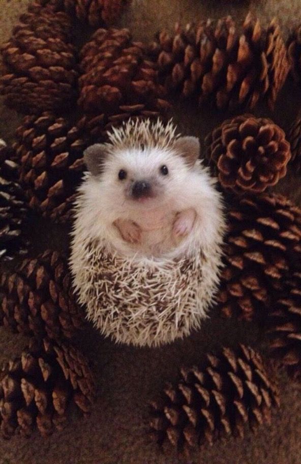 cute hedgehog wallpapers 0060