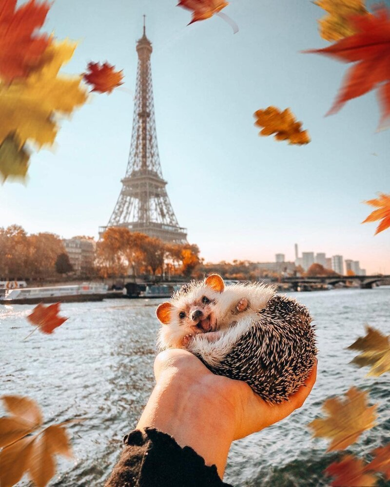 cute hedgehog wallpapers 0064