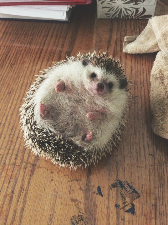 cute hedgehog wallpapers 0067