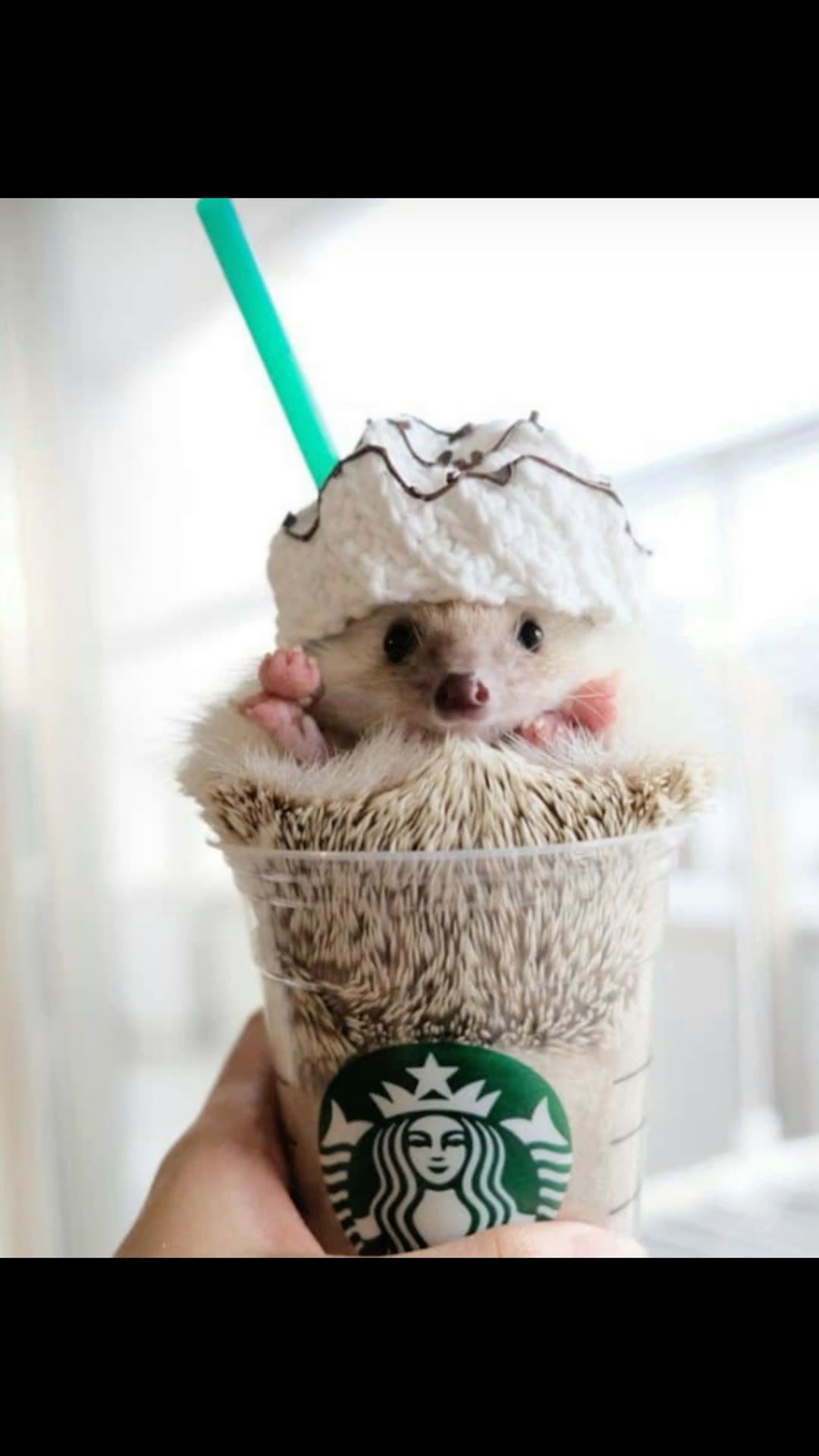 cute hedgehog wallpapers 0072