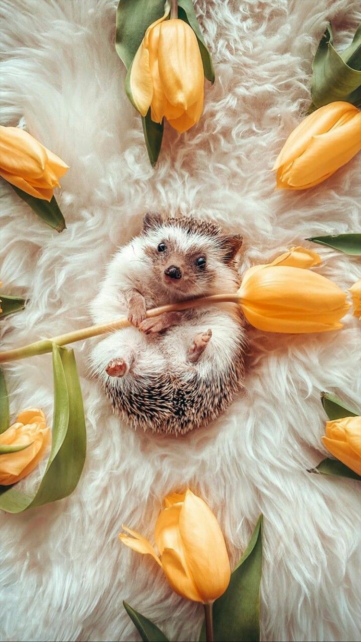 cute hedgehog wallpapers 0074