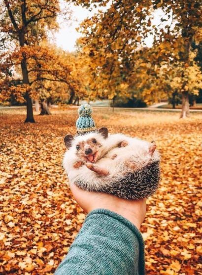 cute hedgehog wallpapers 0075