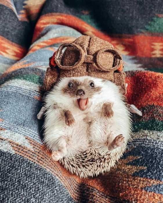 cute hedgehog wallpapers 0076