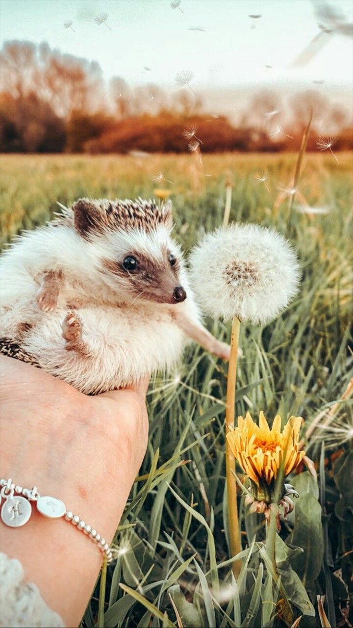 cute hedgehog wallpapers 0078