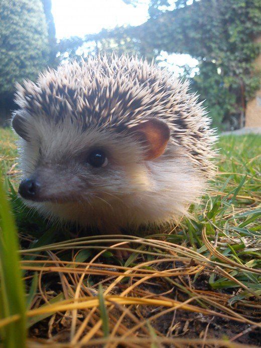 cute hedgehog wallpapers 0079