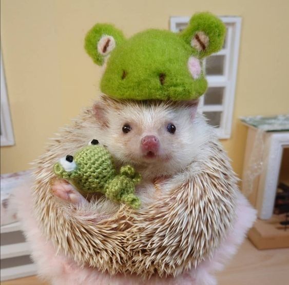 cute hedgehog wallpapers 0081