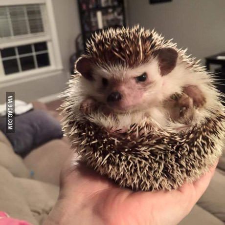 cute hedgehog wallpapers 0090