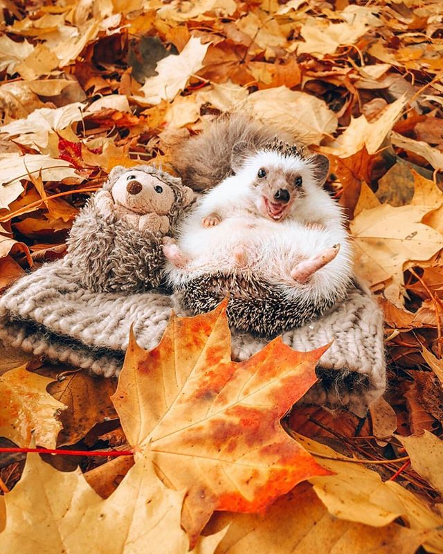 cute hedgehog wallpapers 0091