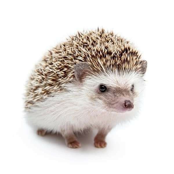 cute hedgehog wallpapers 0093