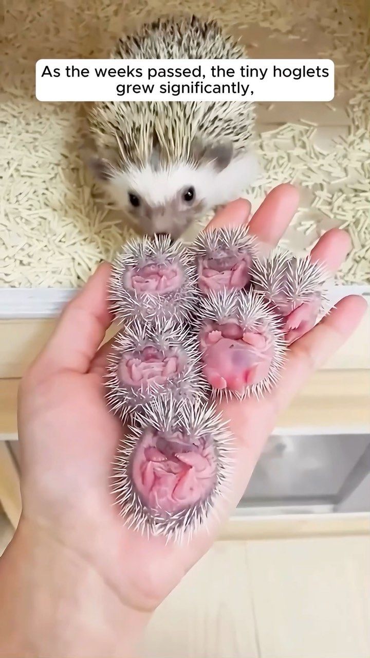 cute hedgehog wallpapers 0094