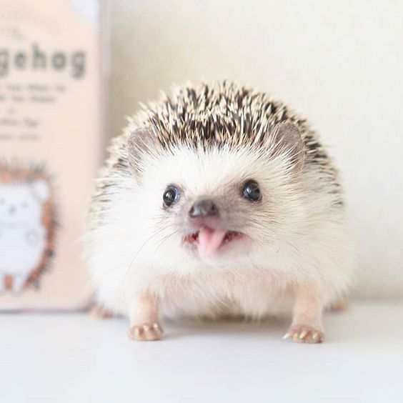 cute hedgehog wallpapers 0095