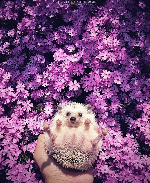 cute hedgehog wallpapers 0097