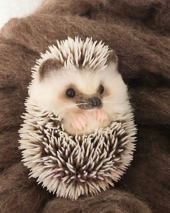 cute hedgehog wallpapers 0099