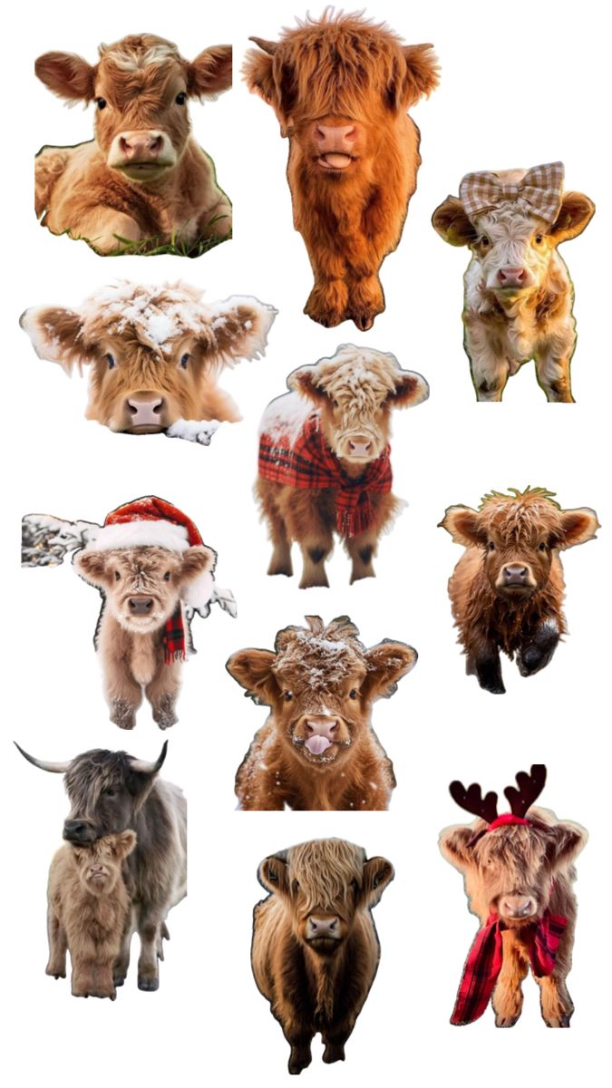 cute highland cow wallpapers 0009