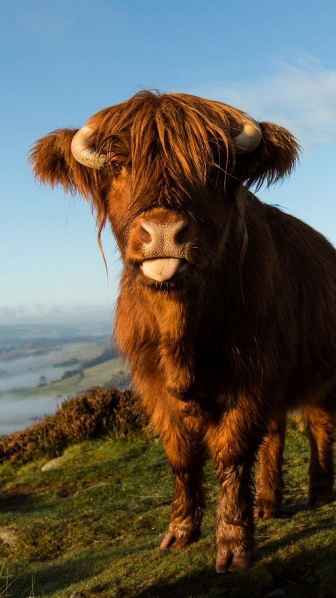 cute highland cow wallpapers 0024