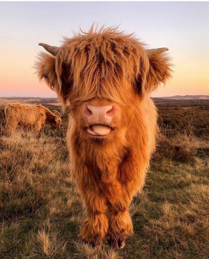 cute highland cow wallpapers 0026