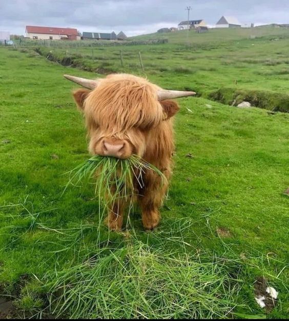 cute highland cow wallpapers 0029