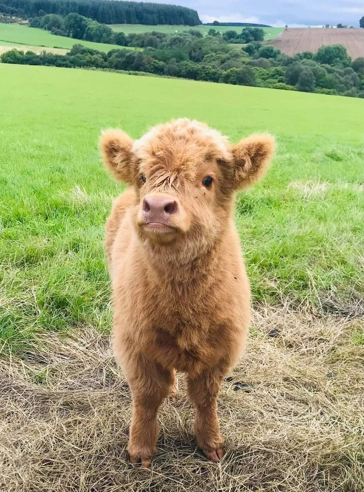 cute highland cow wallpapers 0035