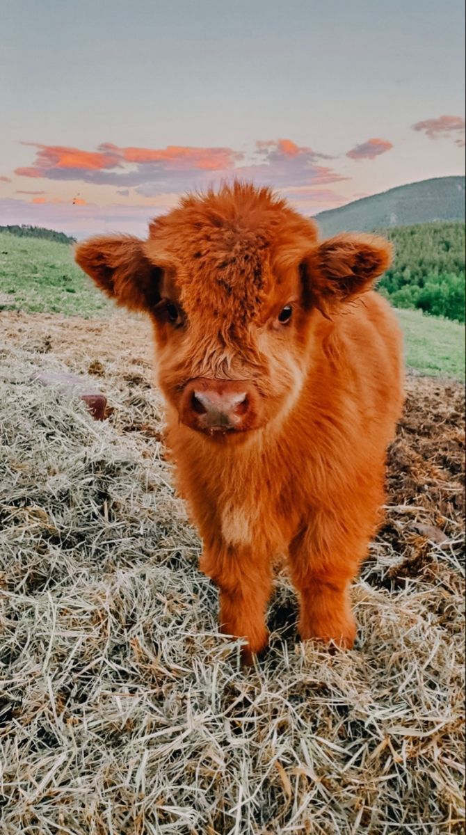 cute highland cow wallpapers 0036