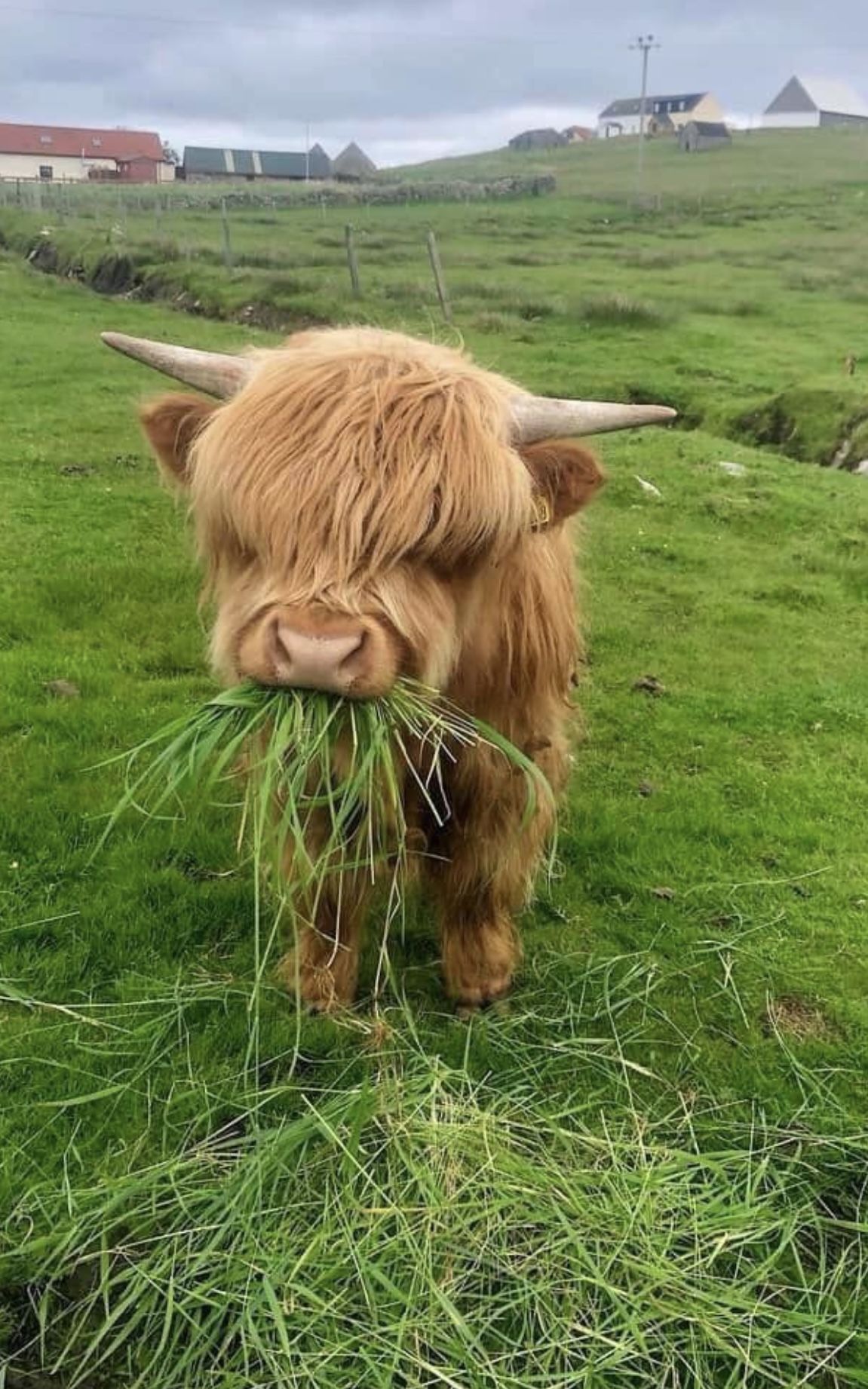 cute highland cow wallpapers 0039